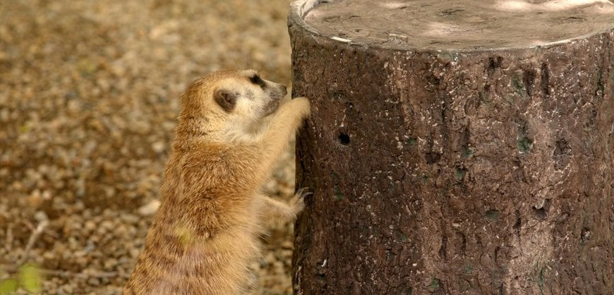 ３Dプリンターの活用でシンシナティ動物園のミーアキャットに野生の食事環境を提供